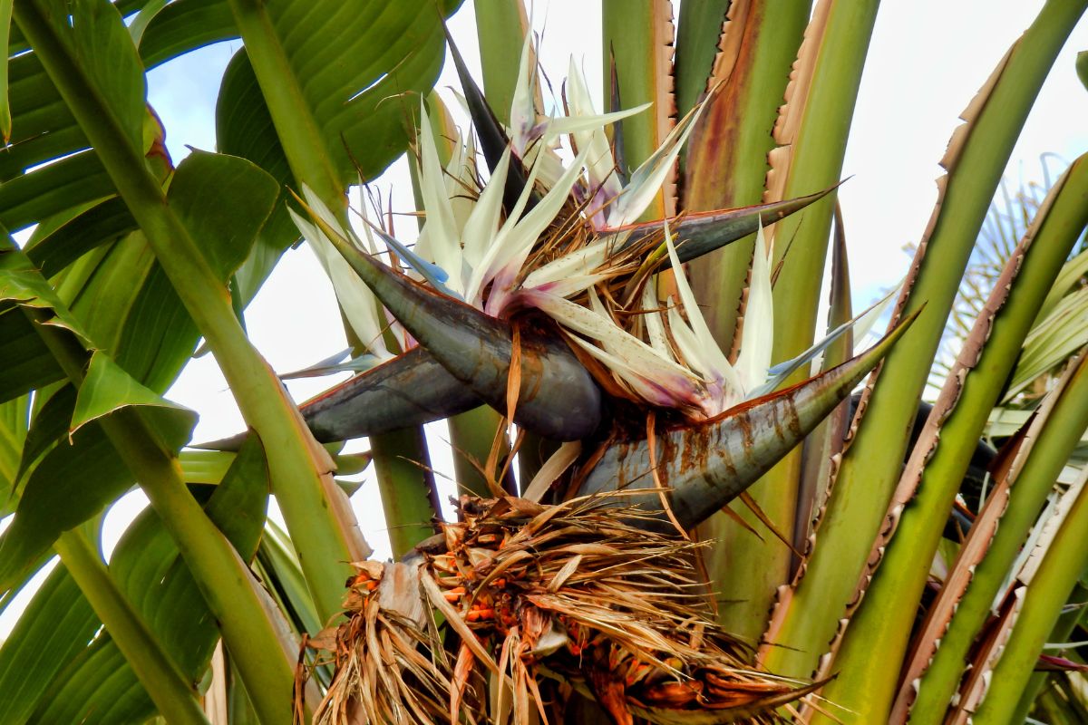 Strelitzia nicolai .jpg